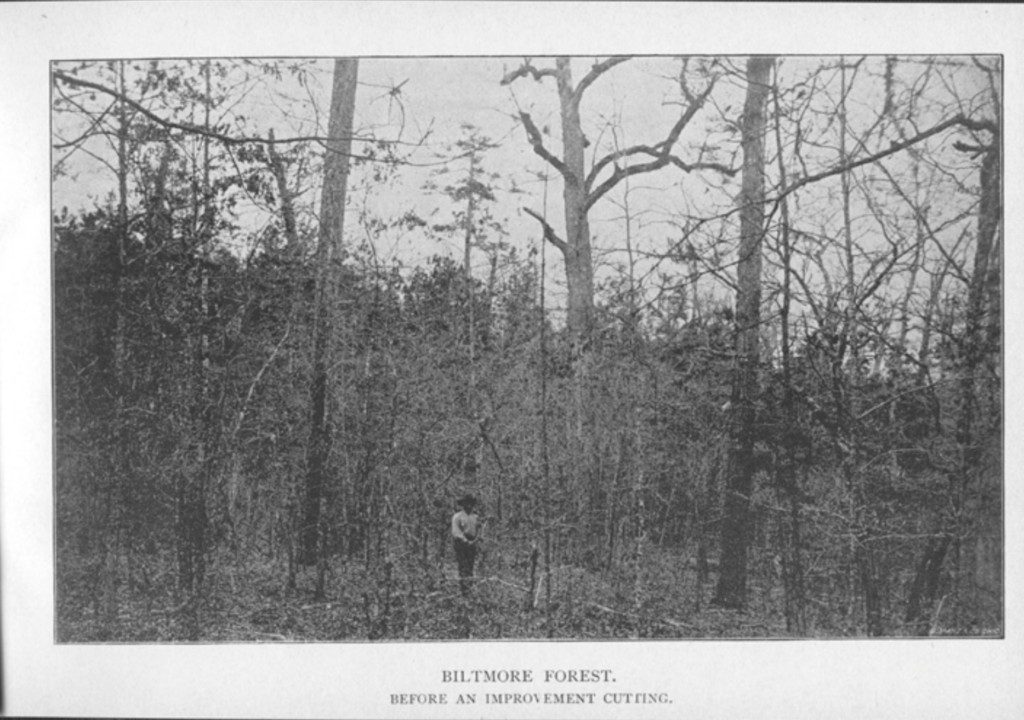 from Gifford Pinchot's 1893 report, photo shows the Biltmore Forest before an improvement cut was undertaken