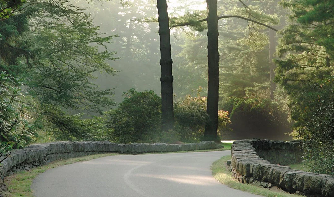 the road leading up to the Biltmore mansion today is lined with trees and rhododendrons