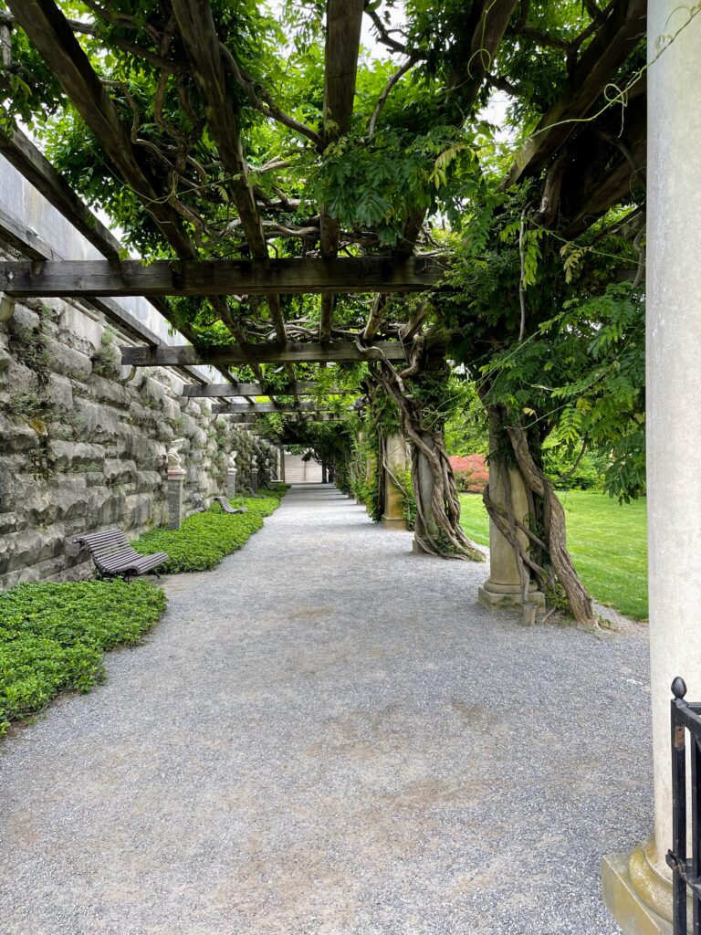 crushed stone walkway overhung by an arbor wiith wisteria