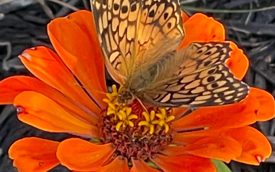 The Accidental Butterfly Gardener