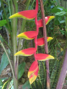 flowers at the Gardens Hotel