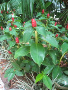 red flowers at the Gardens Hotel