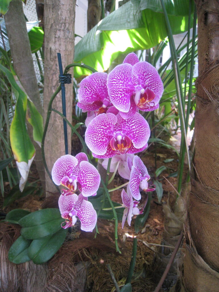 Orchids at the Gardens Hotel in Key West Florida