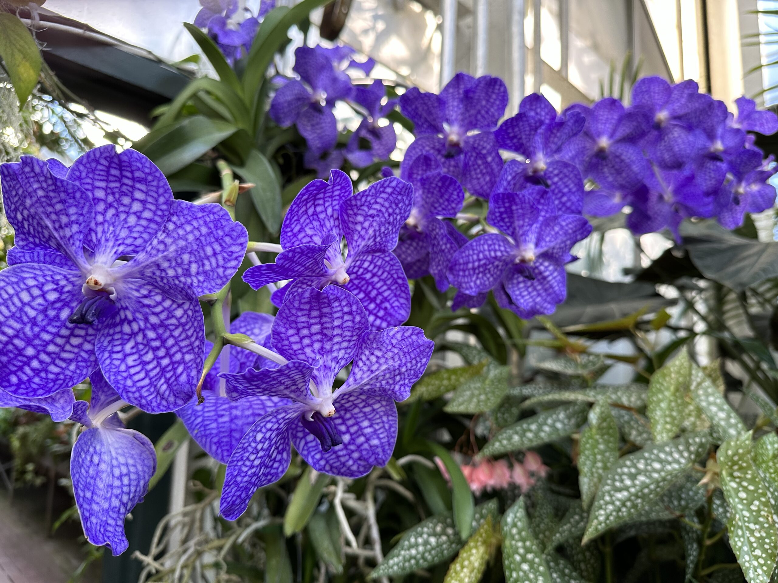 rare purple orchids at Biltmore Conservatory