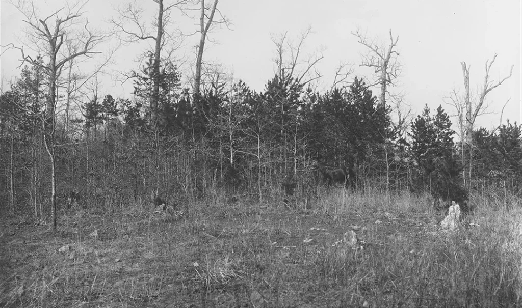 pood woodland c 1892 photo from the Biltmore Estate