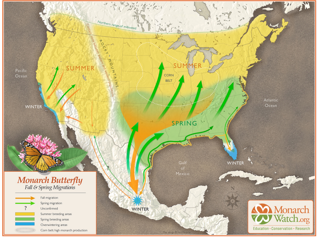 Map from Monarchwatch.org showing migration routes of Monarchs in the US