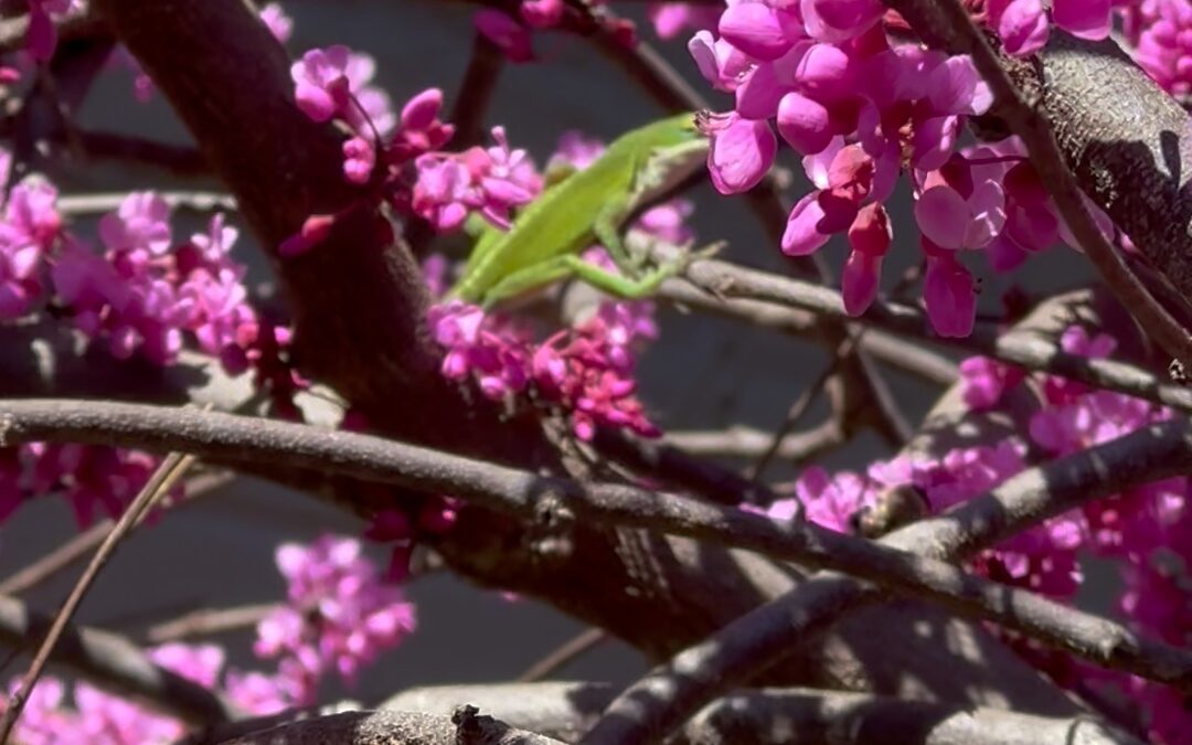 The Secret Life of a Weeping Redbud