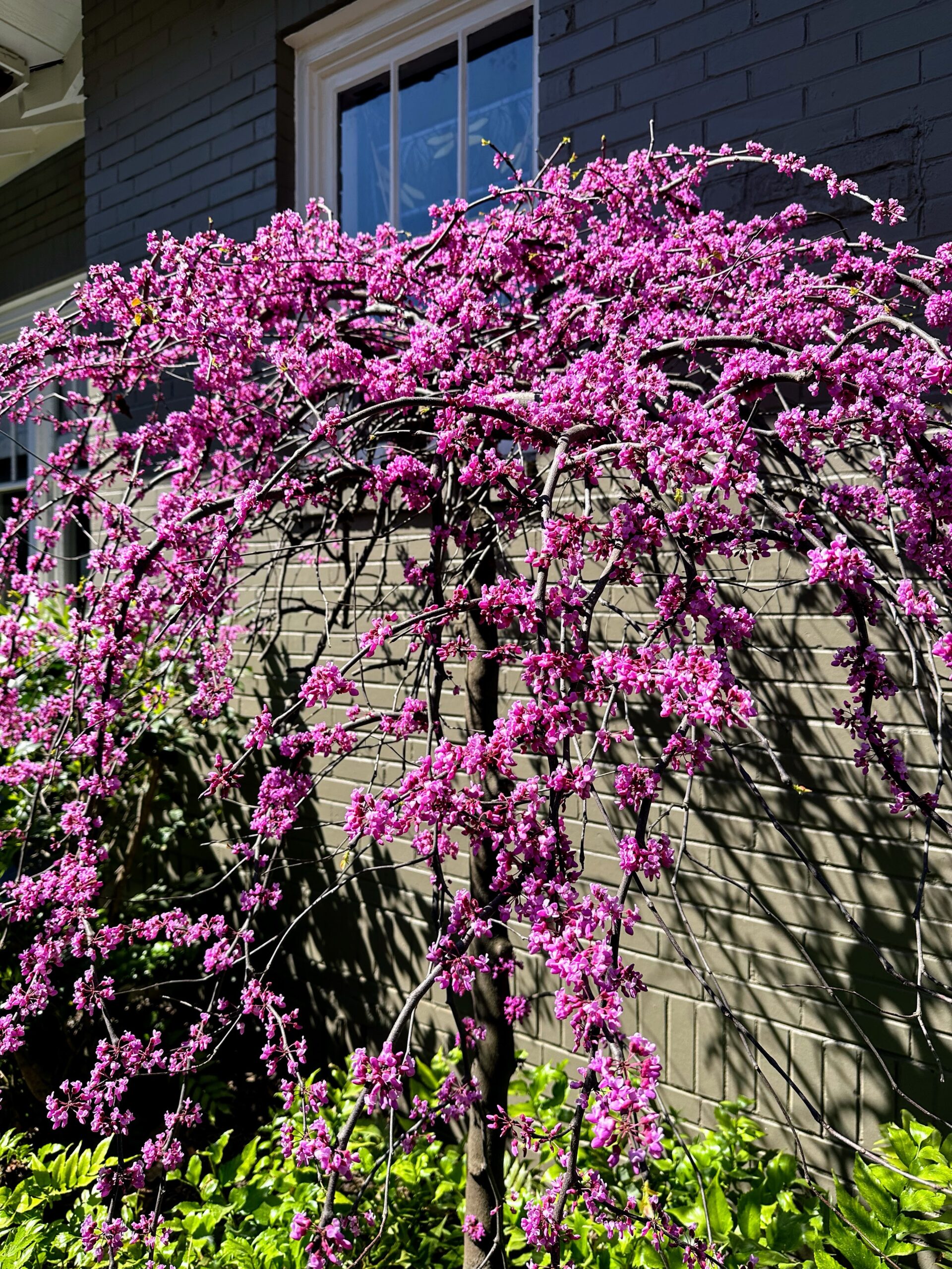 Weeping Redbud in full bloom