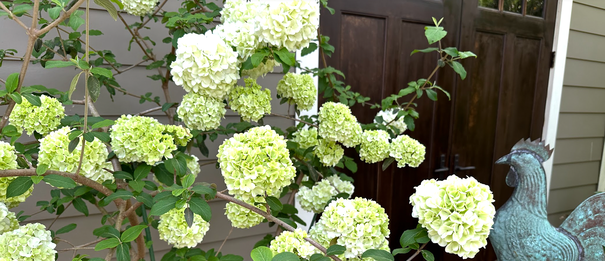 Rooster and Chinese Snowball Viburnum