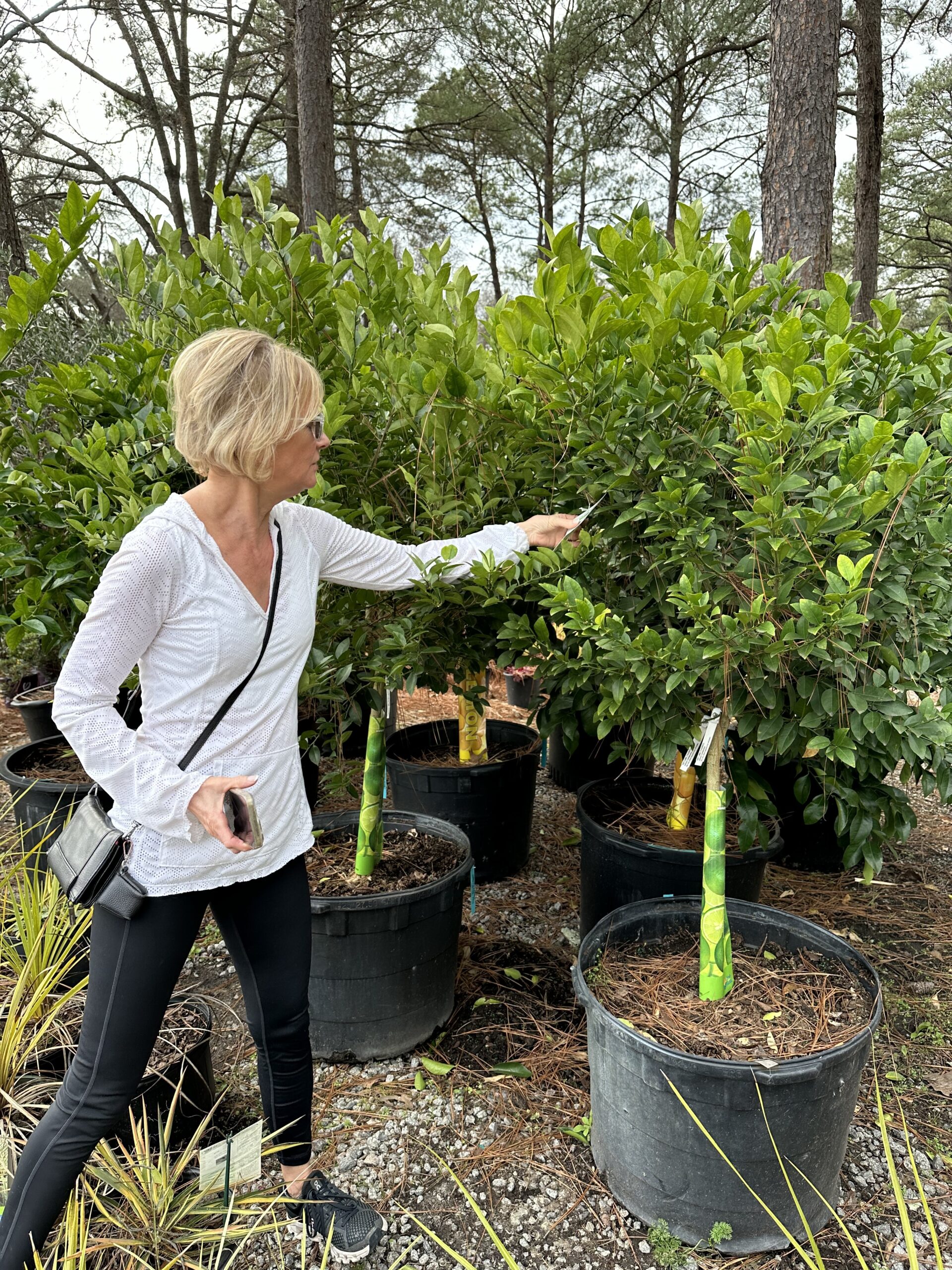 Lorie shopping for a tree