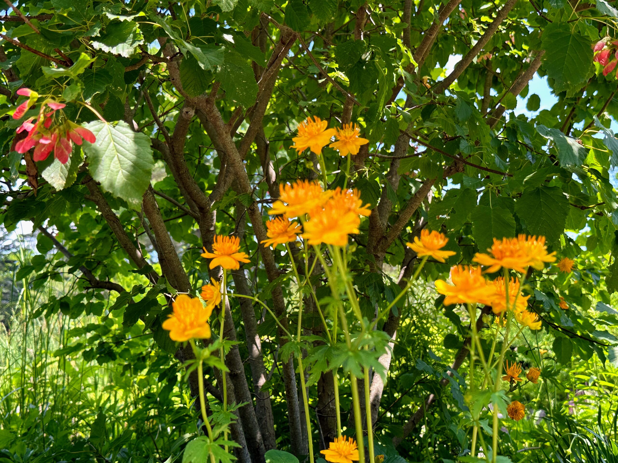 Flowers