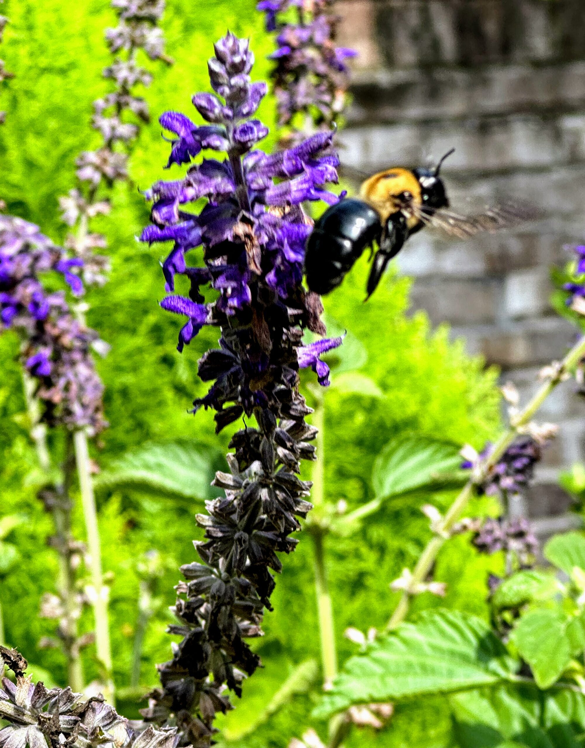 Bee on a purple flower