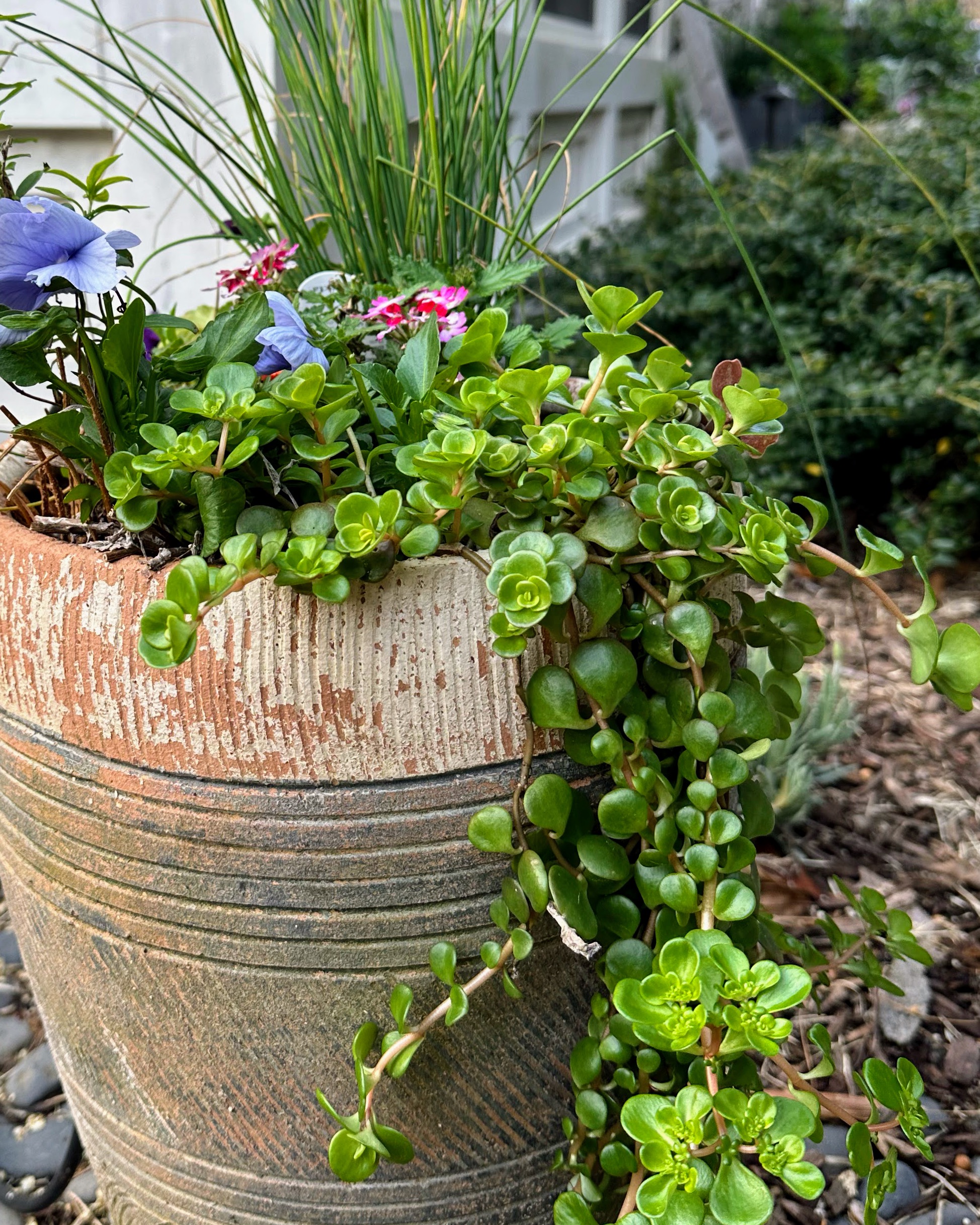 Backyard Pot in Summer