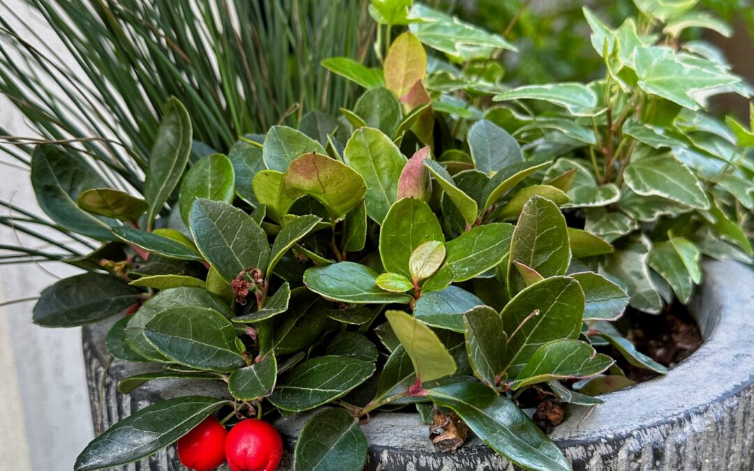 Planters for Fall & Winter