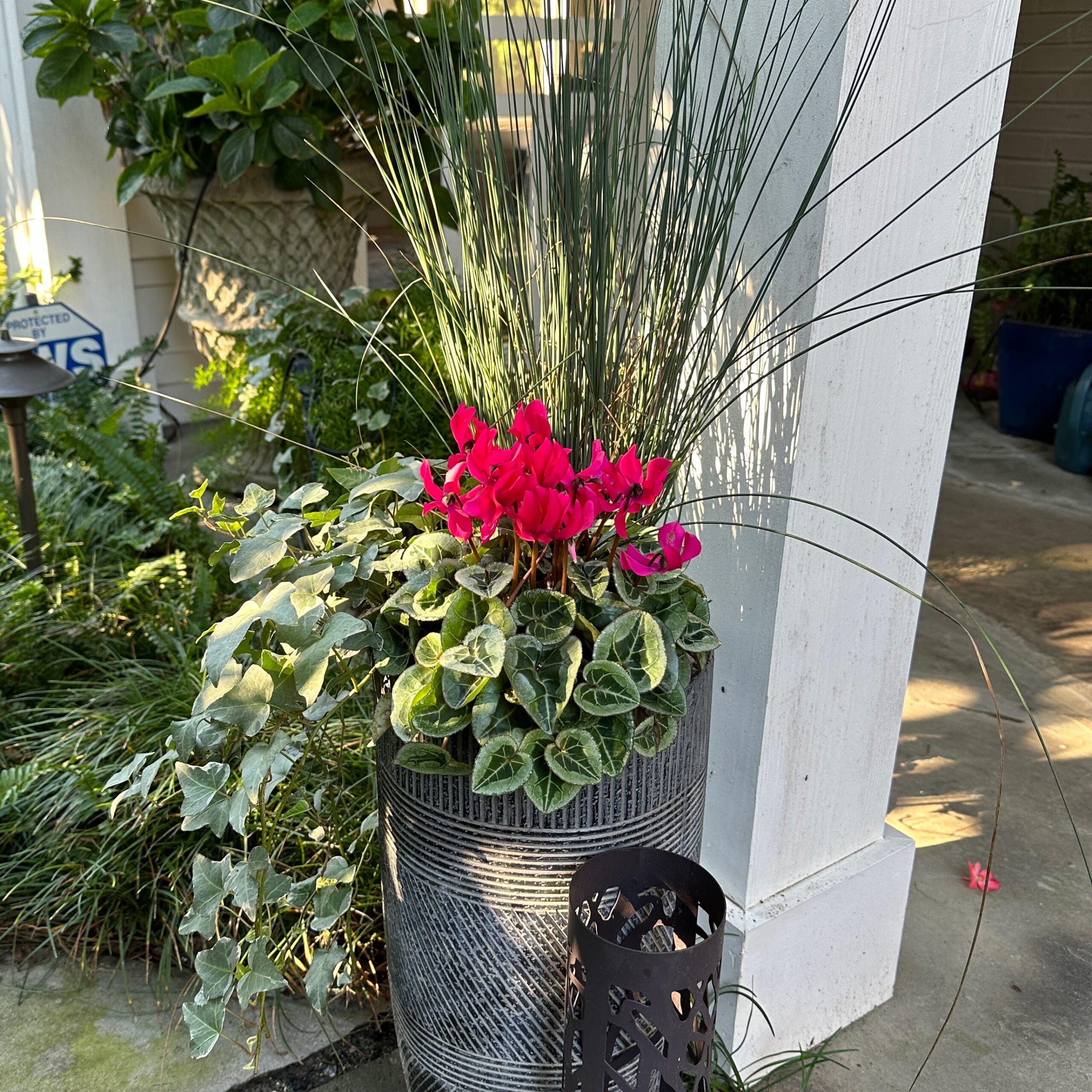 Dooryard planter replanted in October 2024 with hardy cyclamen