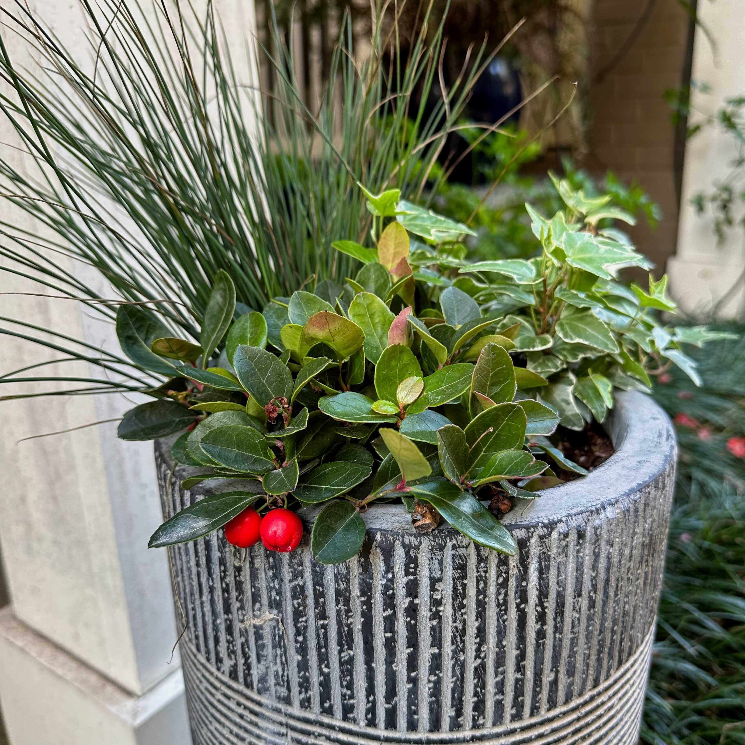 One of my Dooryard Planters right after planting in October 2023 has hard rush, variagated English ivy, and American Wintergreen.