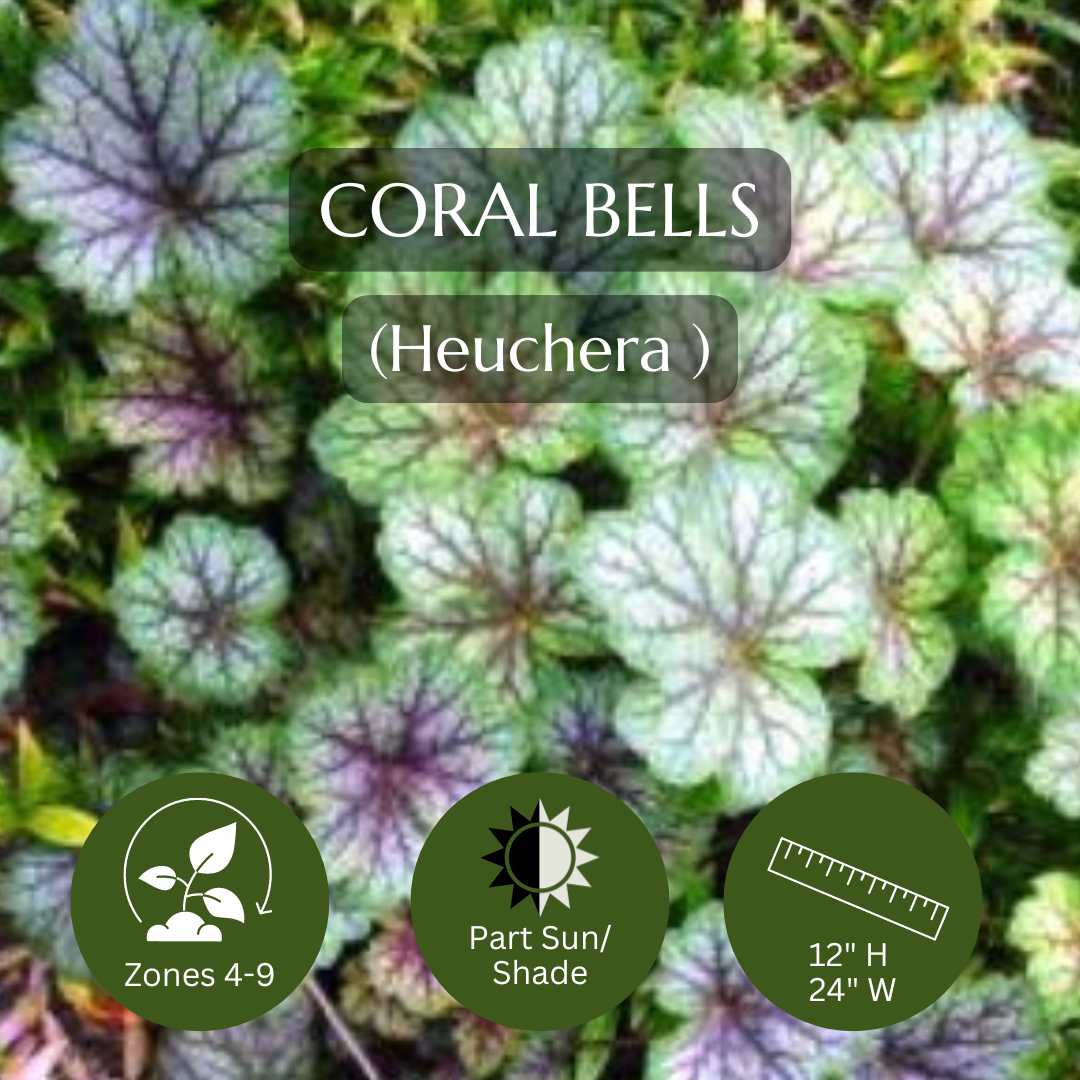 Filler-Coral Bells