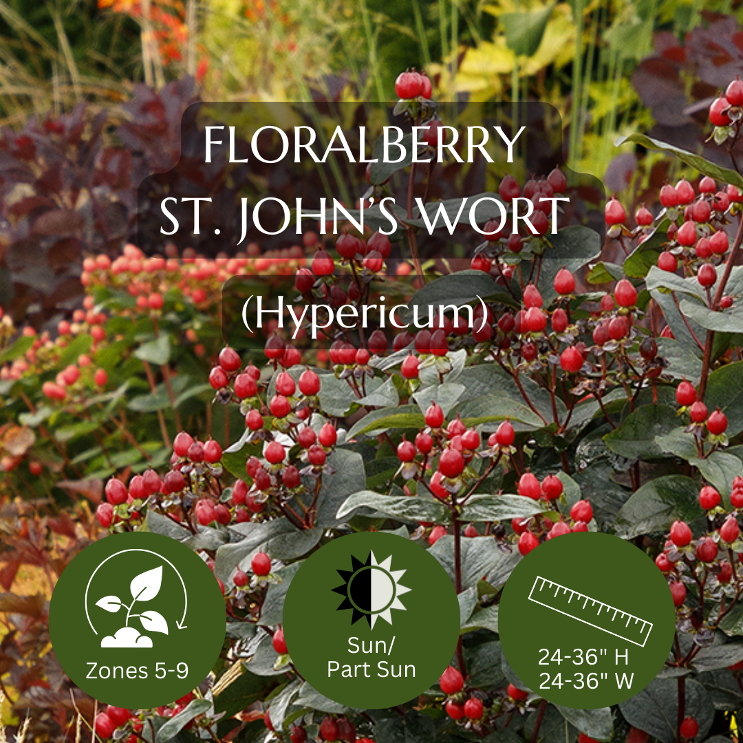 Filler-Floralberry St. John's Wort