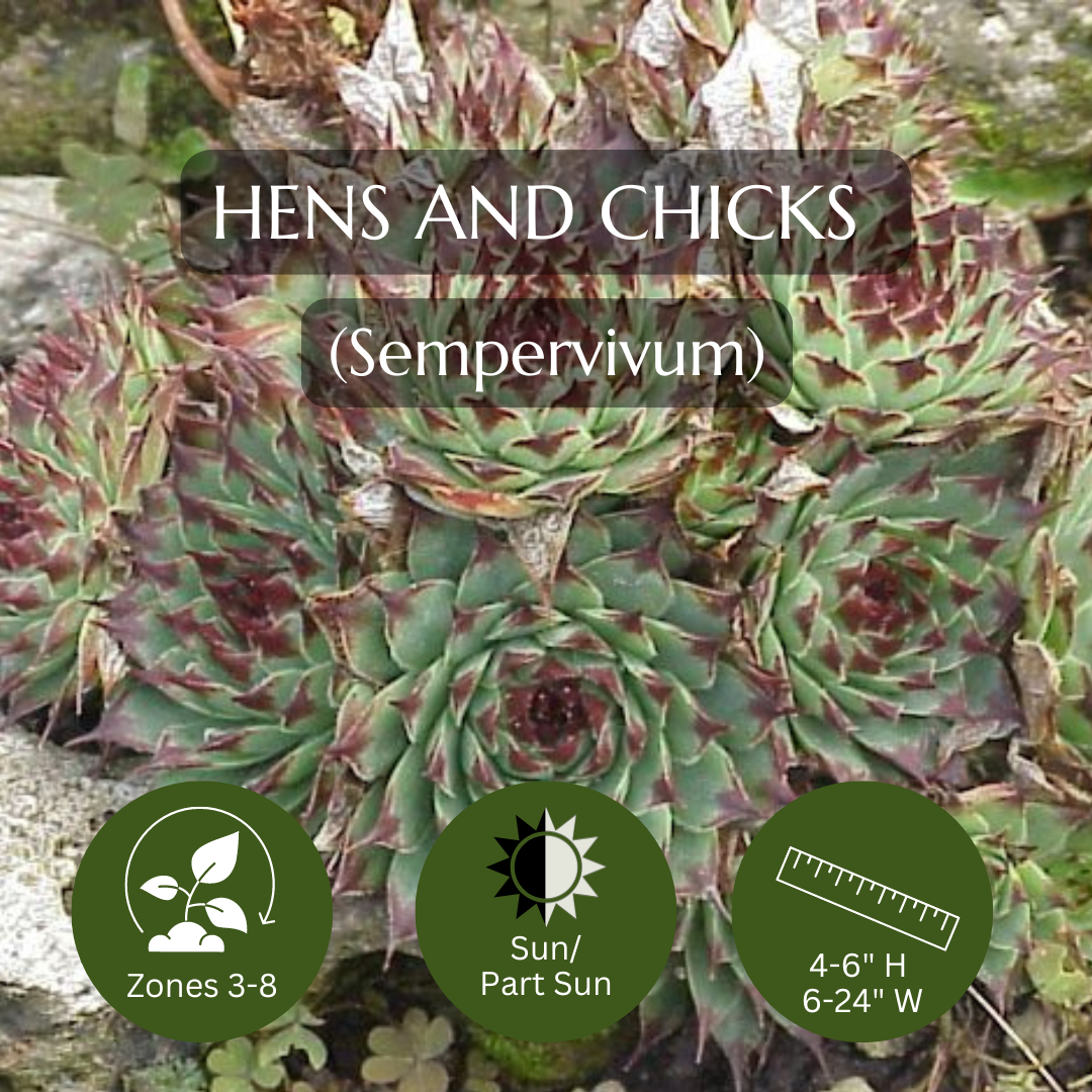 Filler-Hens and Chicks