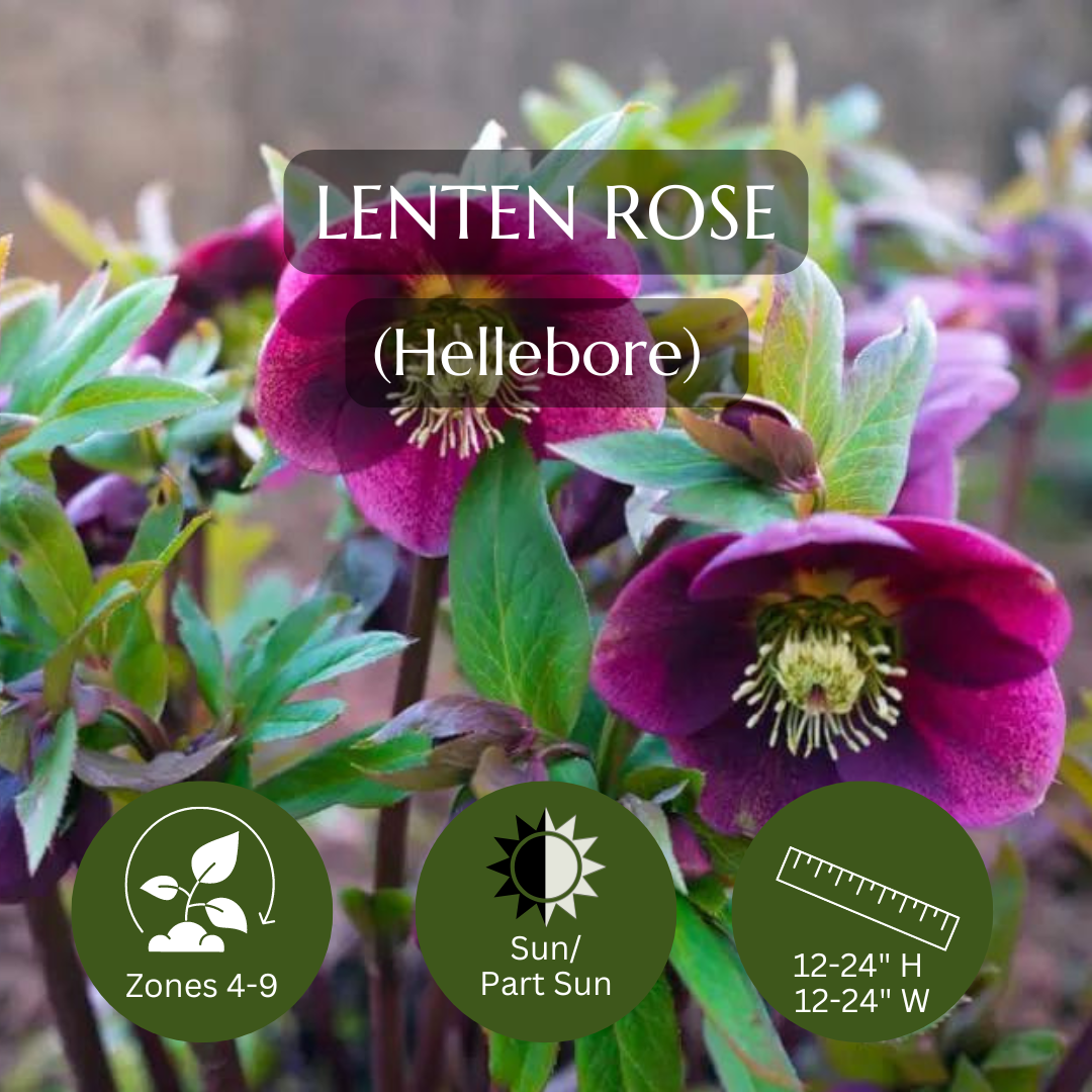 Filler-Lenten Rose