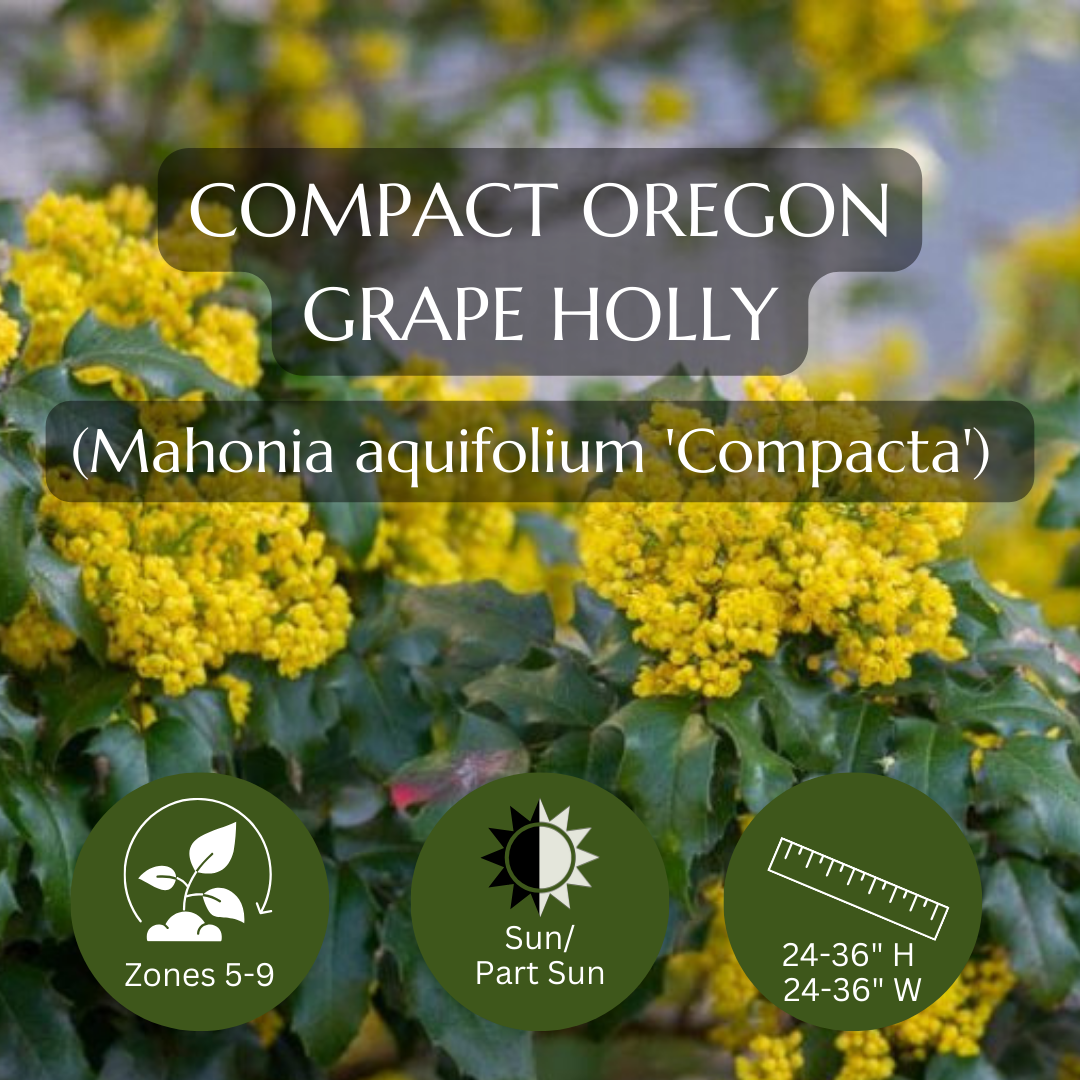 Filler-Mahonia