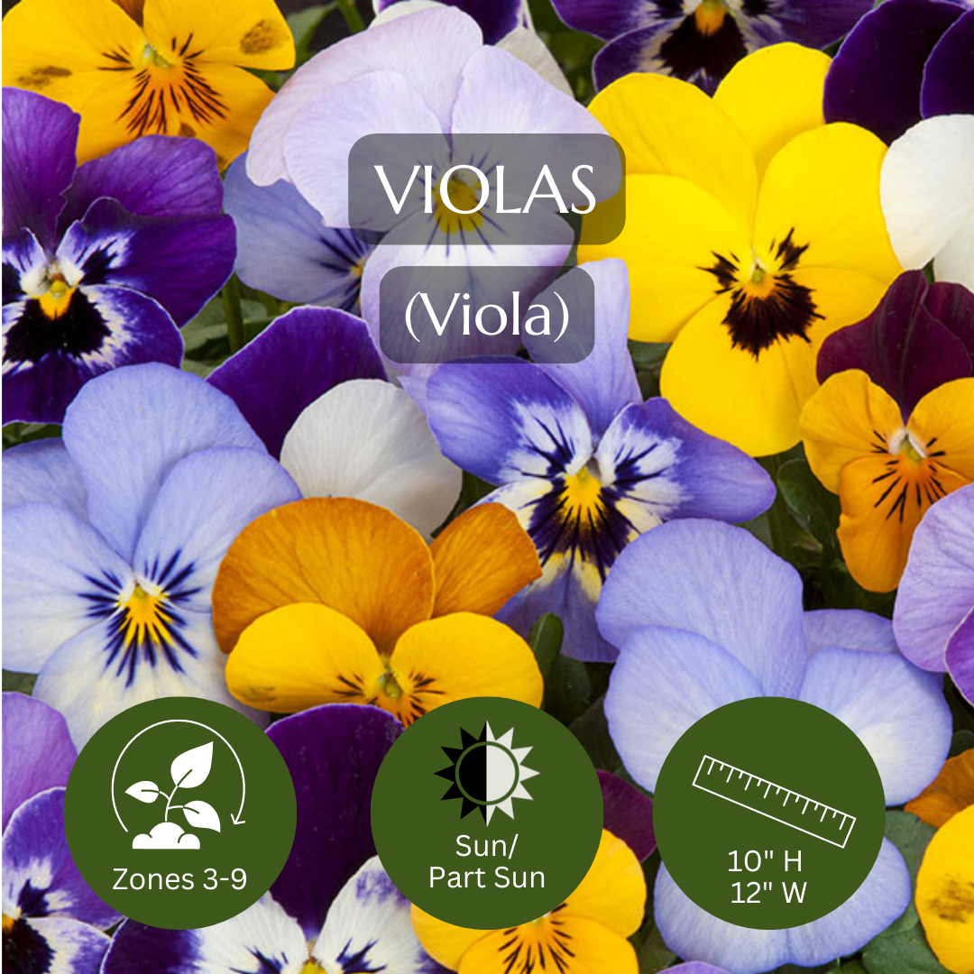 Filler-Violas