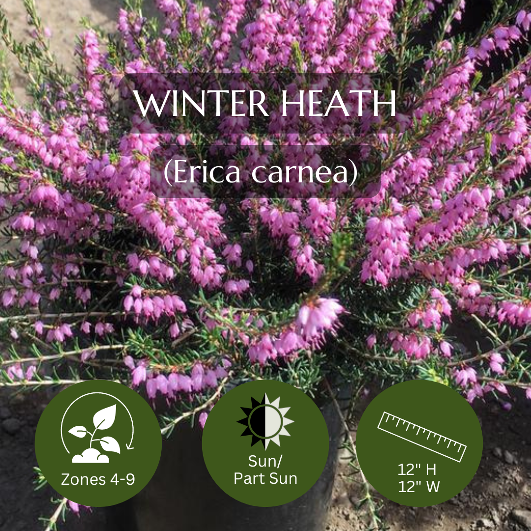 Filler-Winter Heath