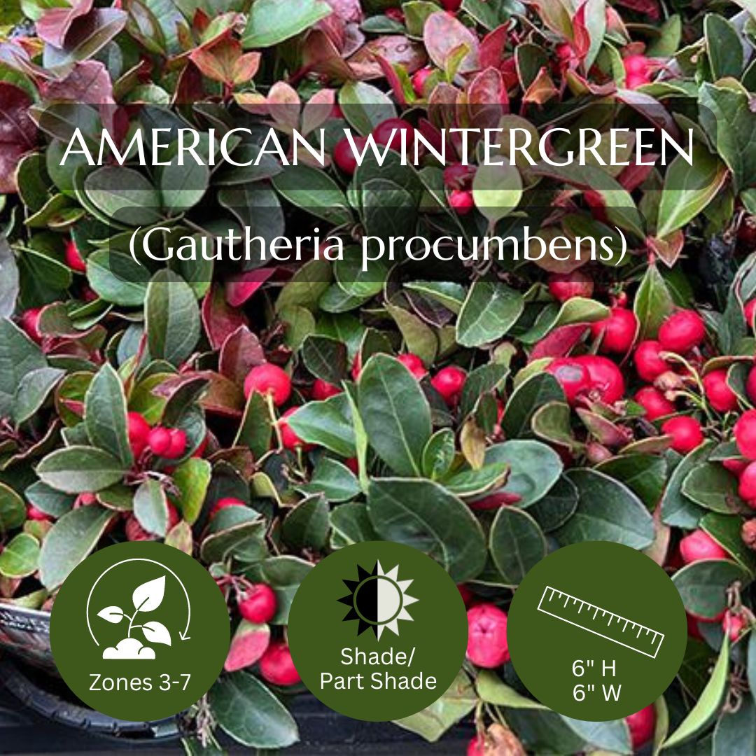 Filler-Wintergreen