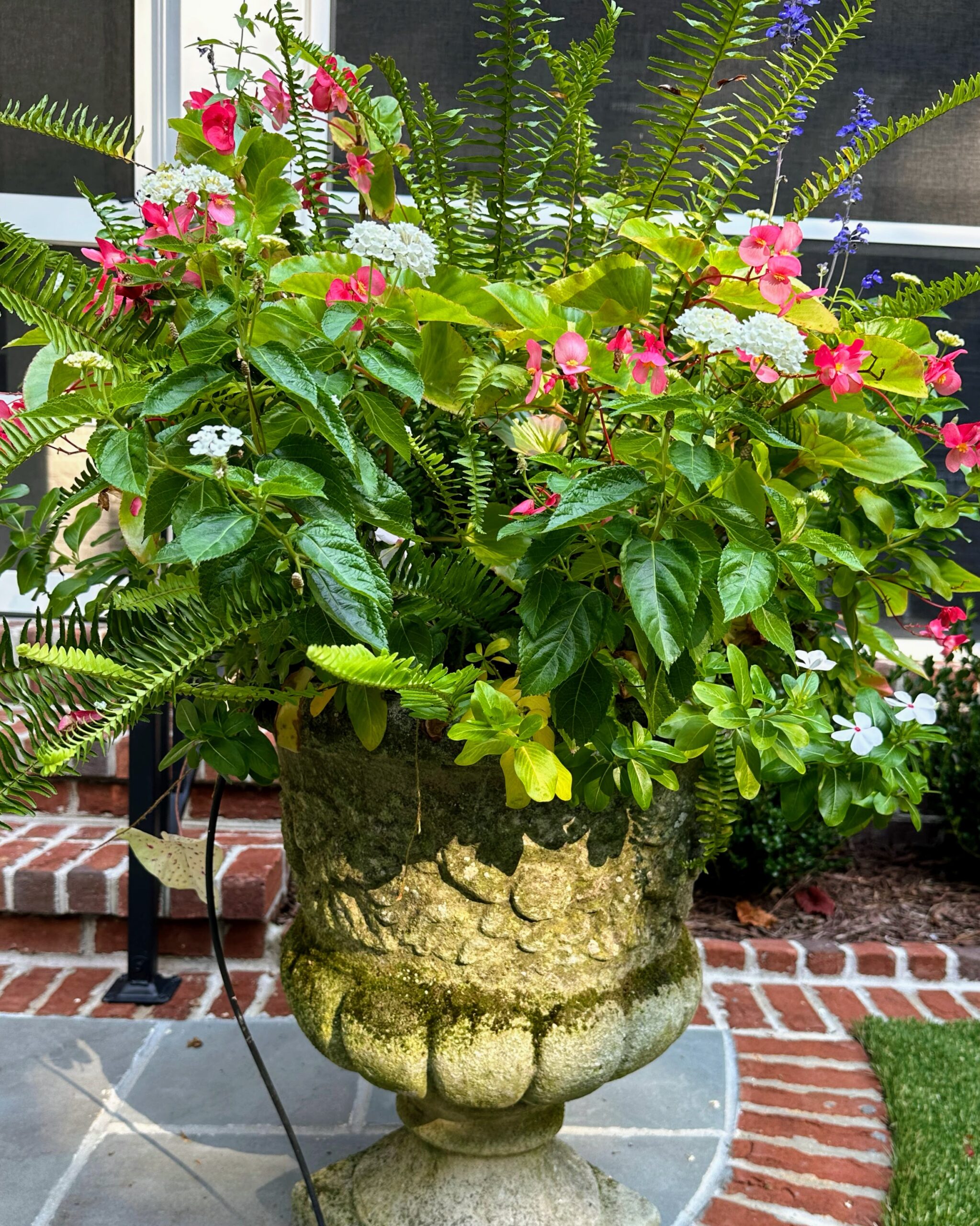 Backyard Pot in Summer