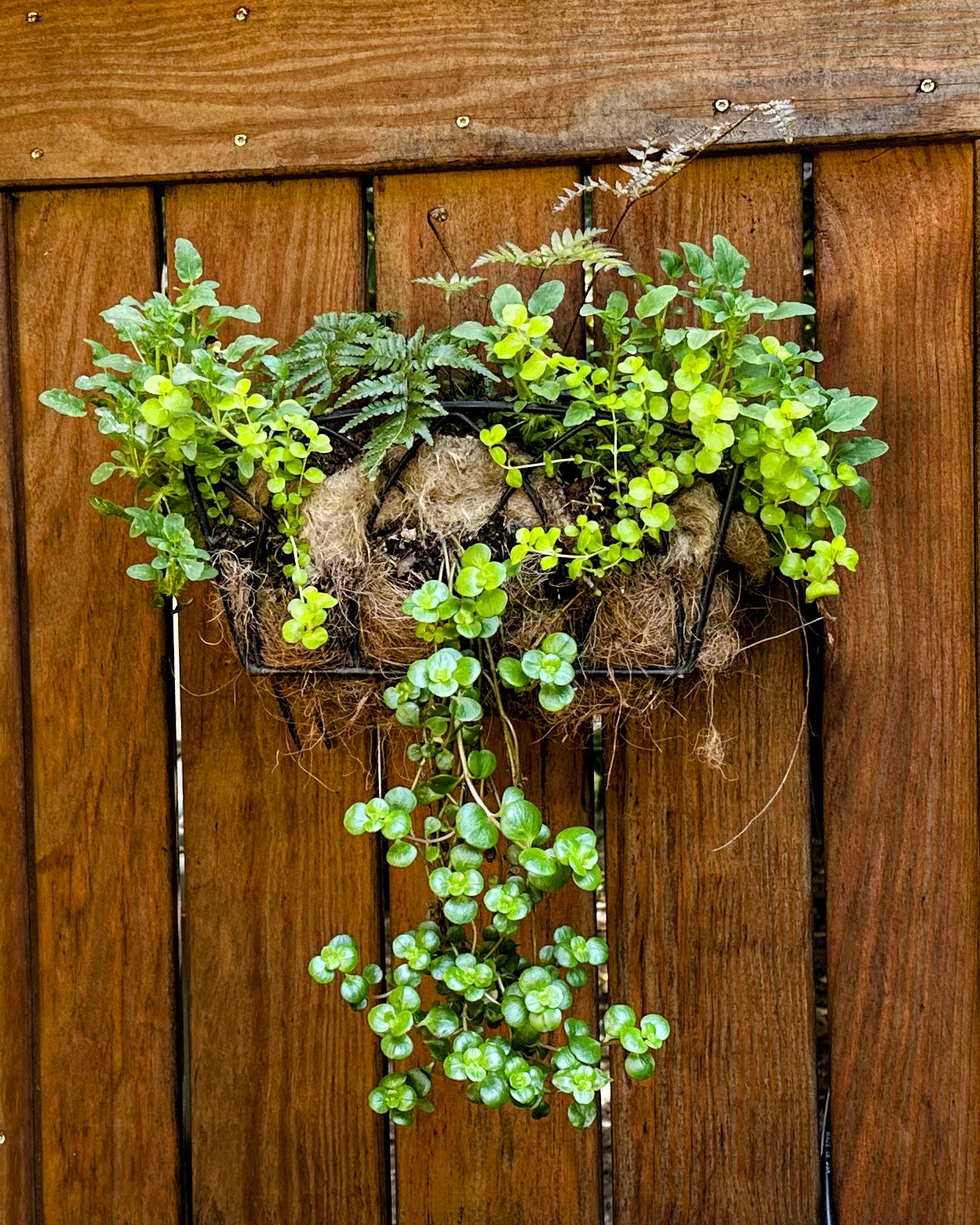 Backyard Pot in Summer