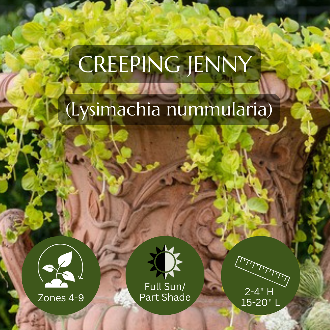 Spiller-Creeping Jenny