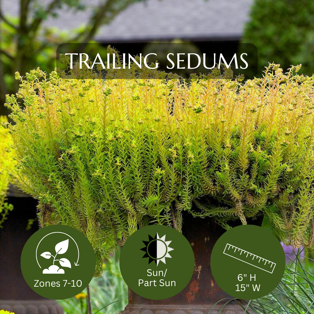 Spiller-Sedums