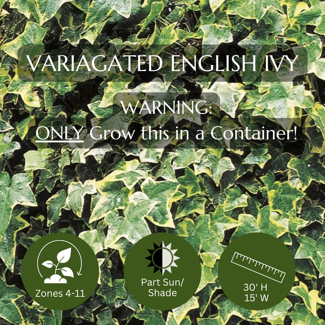 Spiller-Variagated English Ivy