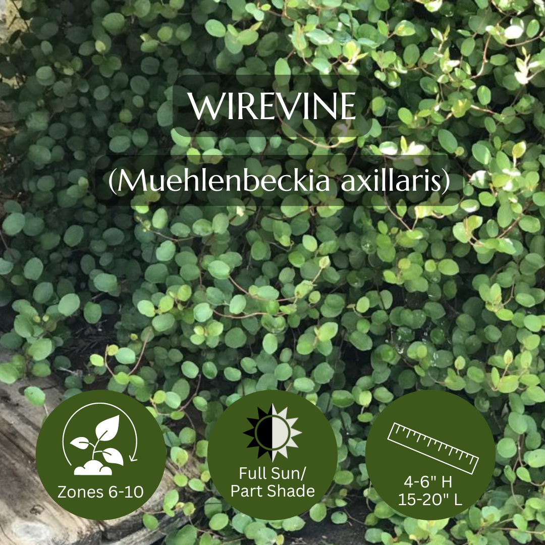 Spiller-Wirevine