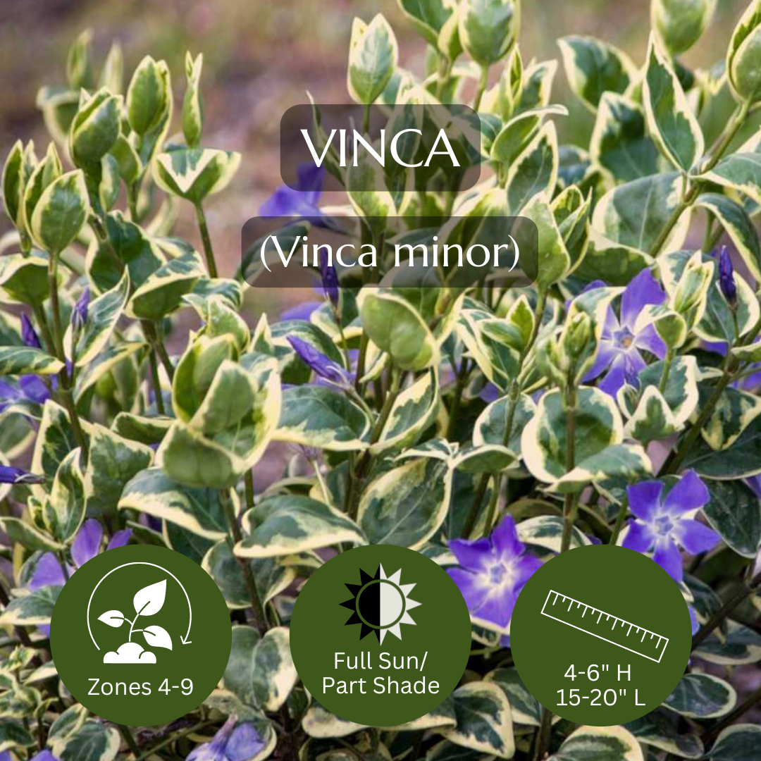 Spiller-vinca minor