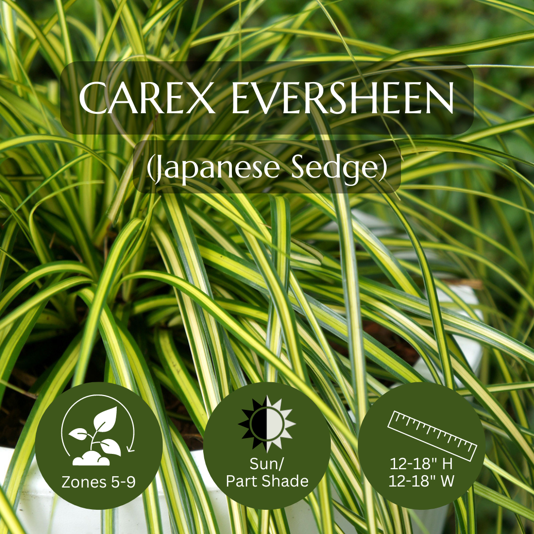 Thriller-Carex Eversheen