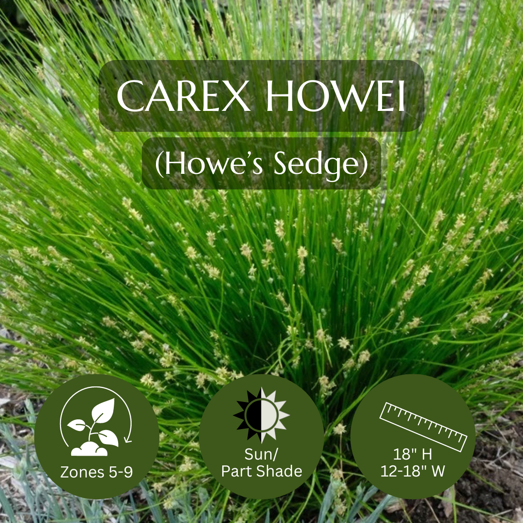 Thriller-Carex Howei