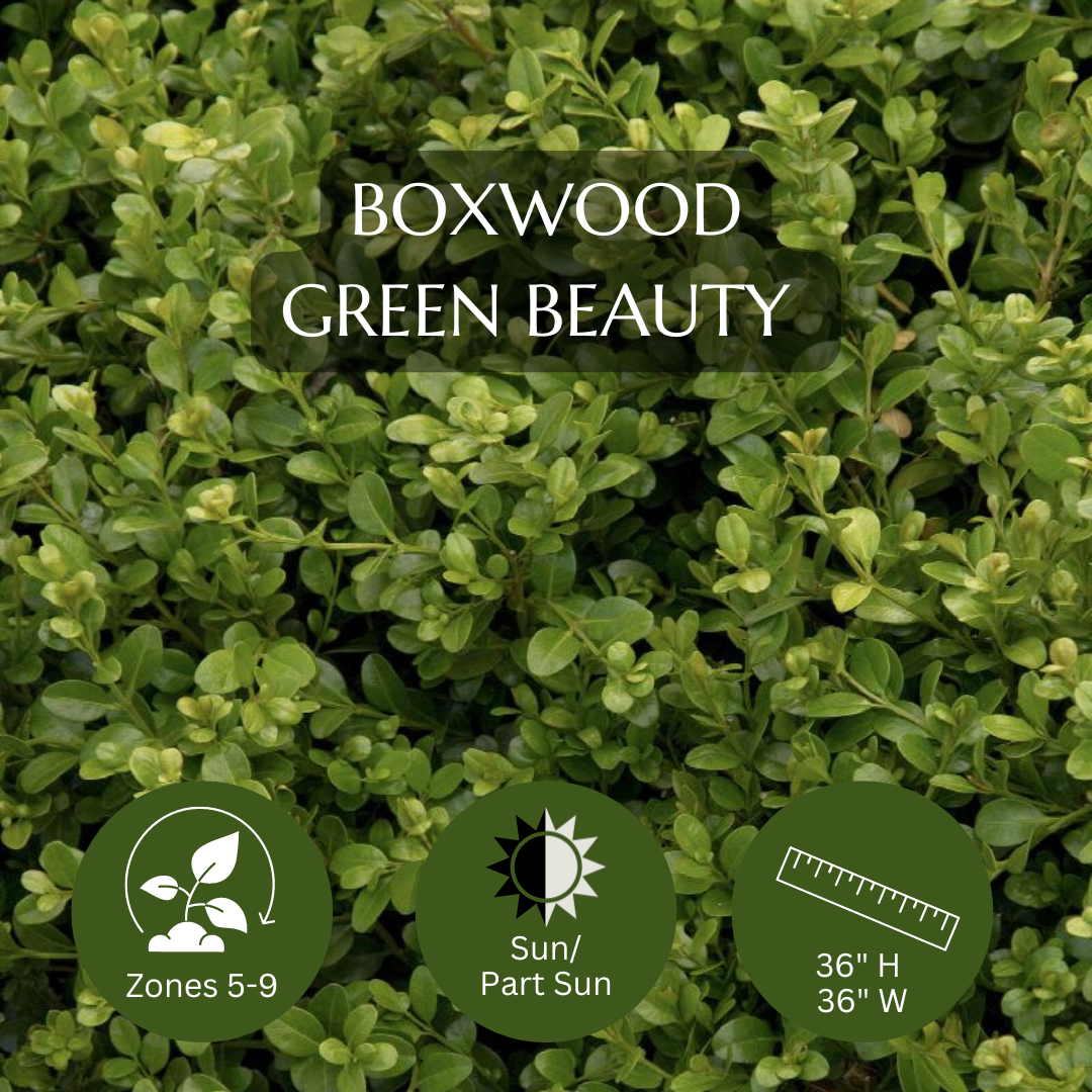 Dwarf Boxwood