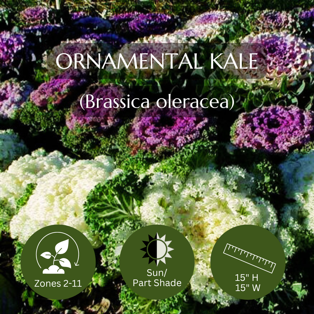 Thriller-Ornamental Kale