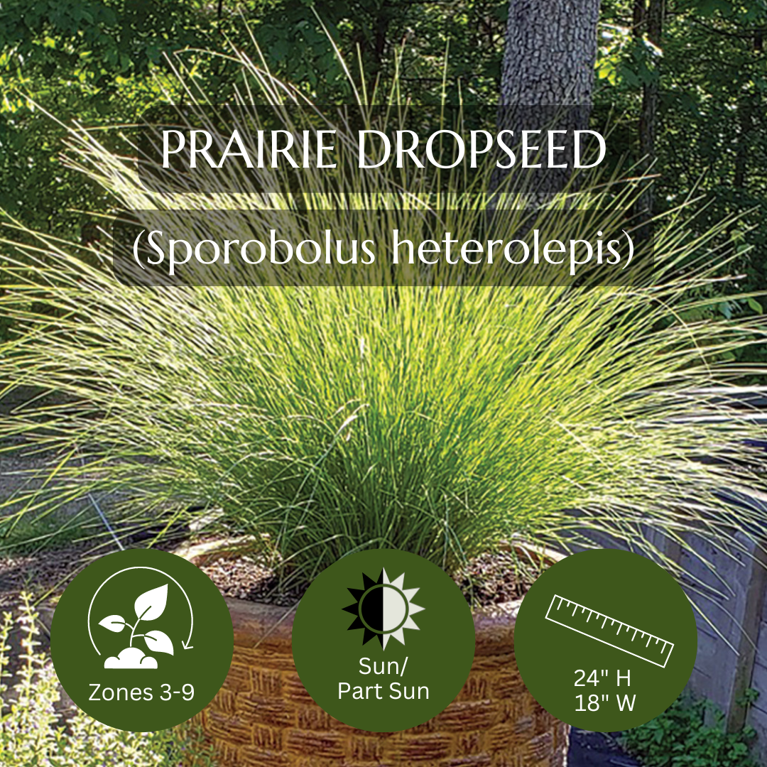 Thriller-Prairie Dropseed