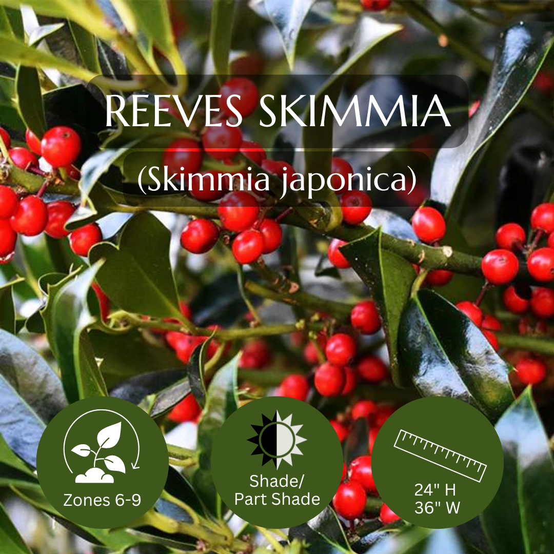 Thriller-Reeves Skimmia